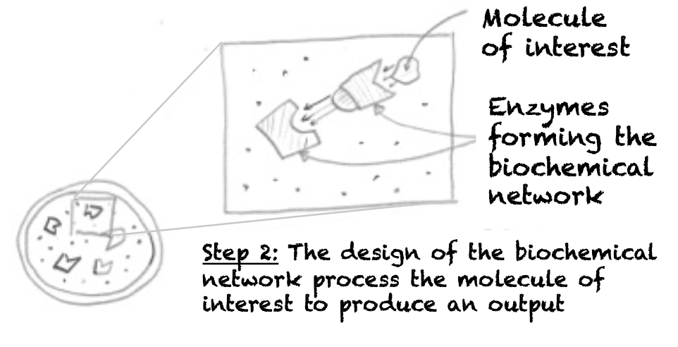 Description of how the non-living biomachines works - Part 2