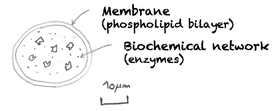 A description of what is a non-living biomachine